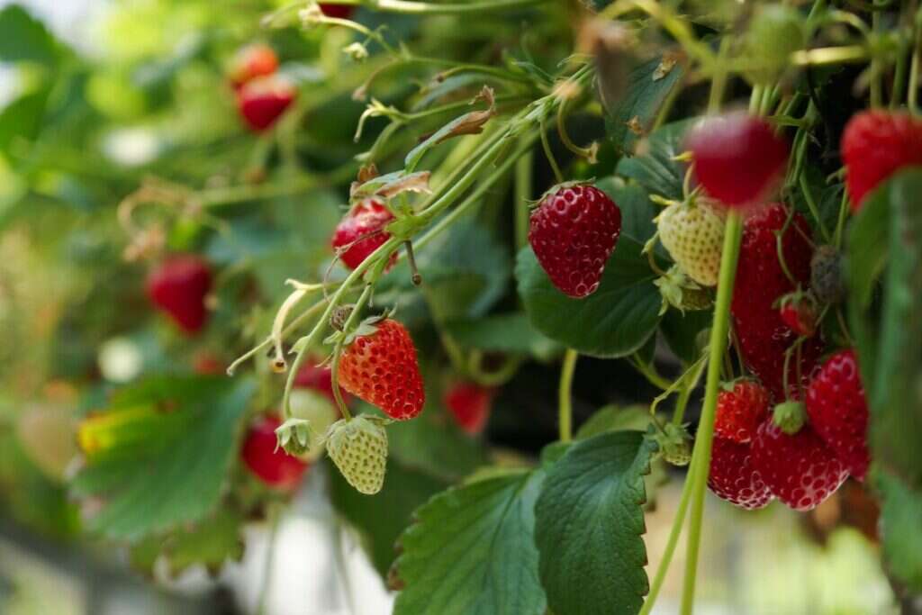arbuste_fraises_table_de_cana